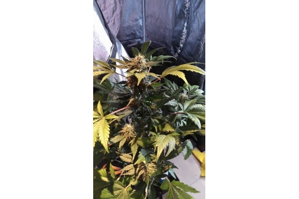 GG#4 (Zamnesia Seeds) femminizzata GG#4 (Zamnesia Seeds) femminizzata