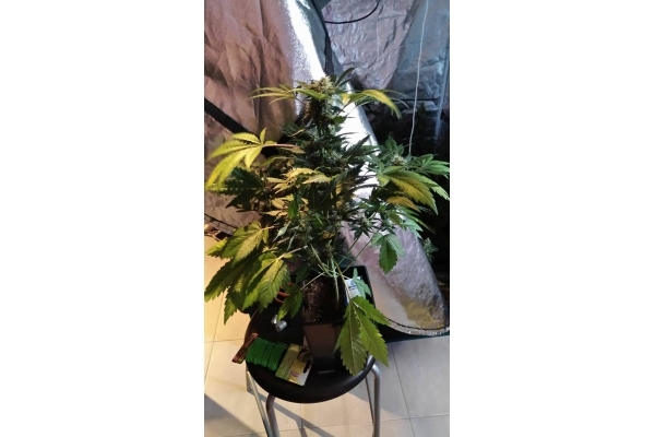 GG#4 (Zamnesia Seeds) femminizzata GG#4 (Zamnesia Seeds) femminizzata