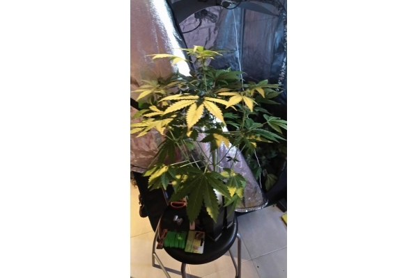 GG#4 (Zamnesia Seeds) femminizzata GG#4 (Zamnesia Seeds) femminizzata