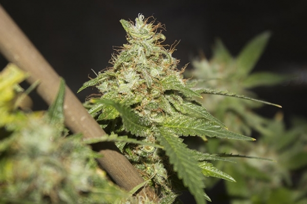 GG#4 (Zamnesia Seeds) femminizzata GG#4 (Zamnesia Seeds) femminizzata