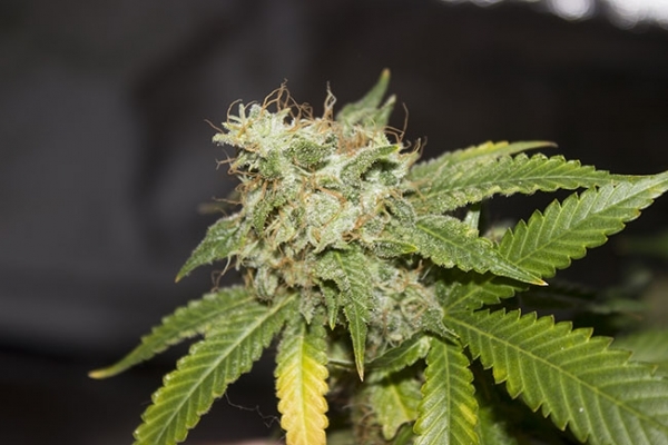 GG#4 (Zamnesia Seeds) femminizzata GG#4 (Zamnesia Seeds) femminizzata