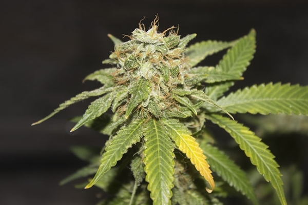GG#4 (Zamnesia Seeds) femminizzata GG#4 (Zamnesia Seeds) femminizzata
