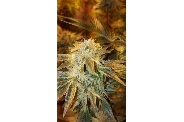 GG#4 (Zamnesia Seeds) femminizzata GG#4 (Zamnesia Seeds) femminizzata
