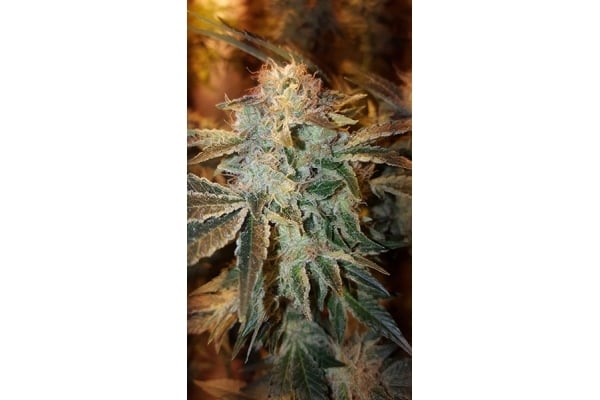 GG#4 (Zamnesia Seeds) femminizzata GG#4 (Zamnesia Seeds) femminizzata