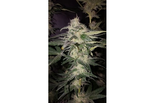 GG#4 (Zamnesia Seeds) femminizzata GG#4 (Zamnesia Seeds) femminizzata