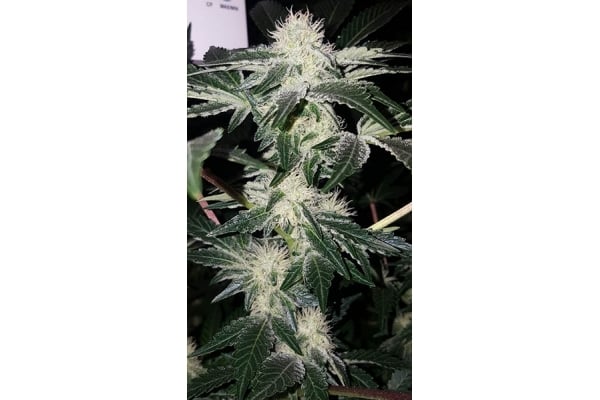 GG#4 (Zamnesia Seeds) femminizzata GG#4 (Zamnesia Seeds) femminizzata