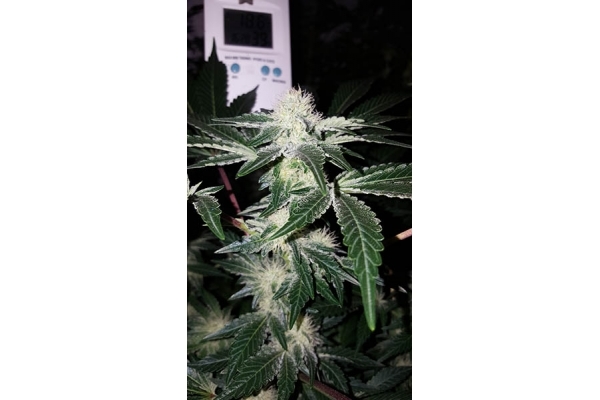 GG#4 (Zamnesia Seeds) femminizzata GG#4 (Zamnesia Seeds) femminizzata