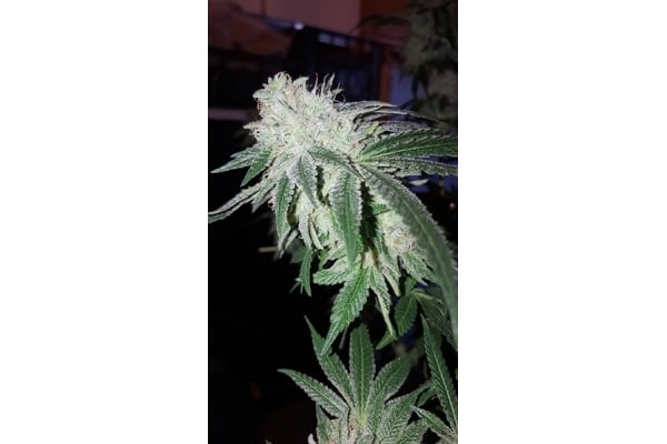 GG#4 (Zamnesia Seeds) femminizzata GG#4 (Zamnesia Seeds) femminizzata