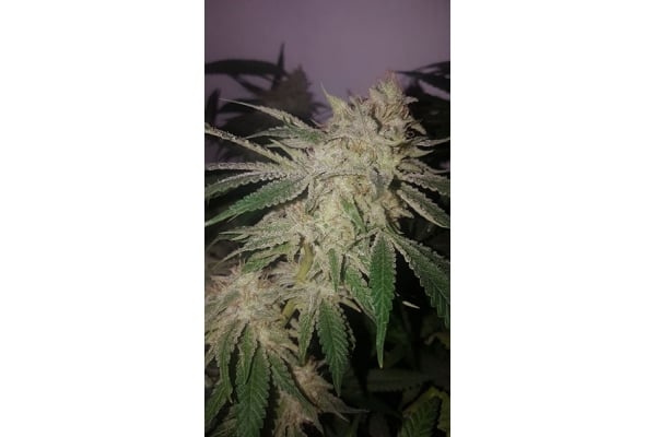 GG#4 (Zamnesia Seeds) femminizzata GG#4 (Zamnesia Seeds) femminizzata