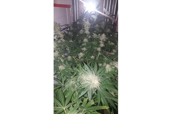 GG#4 (Zamnesia Seeds) femminizzata GG#4 (Zamnesia Seeds) femminizzata