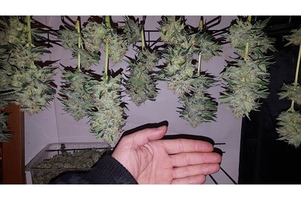 GG#4 (Zamnesia Seeds) femminizzata GG#4 (Zamnesia Seeds) femminizzata
