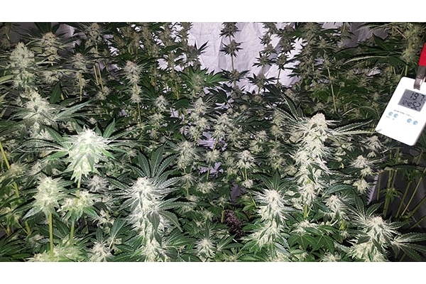 GG#4 (Zamnesia Seeds) femminizzata GG#4 (Zamnesia Seeds) femminizzata
