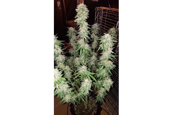 GG#4 (Zamnesia Seeds) femminizzata GG#4 (Zamnesia Seeds) femminizzata