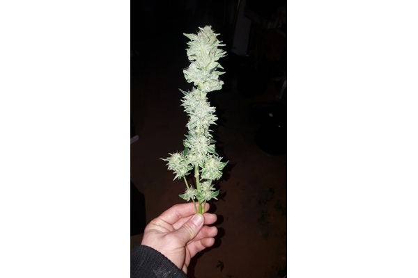 GG#4 (Zamnesia Seeds) femminizzata GG#4 (Zamnesia Seeds) femminizzata