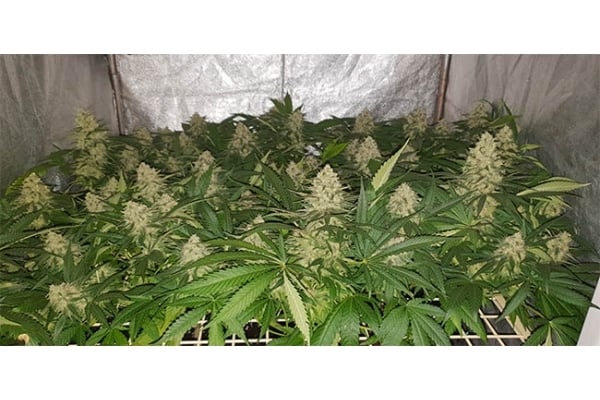 GG#4 (Zamnesia Seeds) femminizzata GG#4 (Zamnesia Seeds) femminizzata