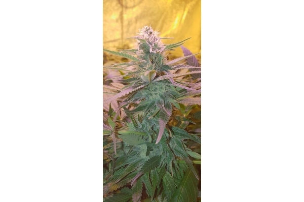 GG#4 (Zamnesia Seeds) femminizzata GG#4 (Zamnesia Seeds) femminizzata