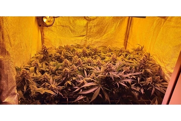 GG#4 (Zamnesia Seeds) femminizzata GG#4 (Zamnesia Seeds) femminizzata