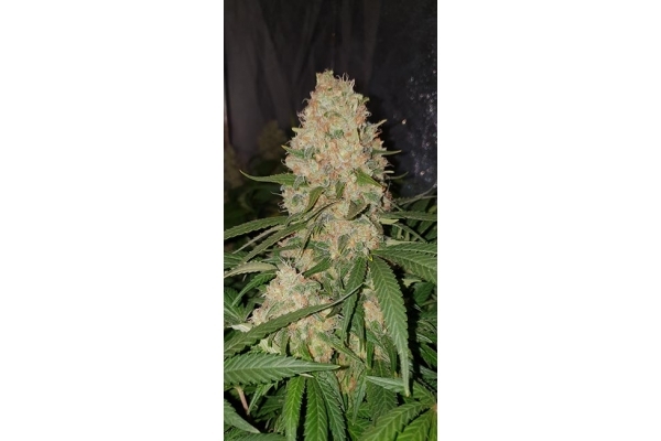 GG#4 (Zamnesia Seeds) femminizzata GG#4 (Zamnesia Seeds) femminizzata