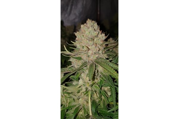 GG#4 (Zamnesia Seeds) femminizzata GG#4 (Zamnesia Seeds) femminizzata