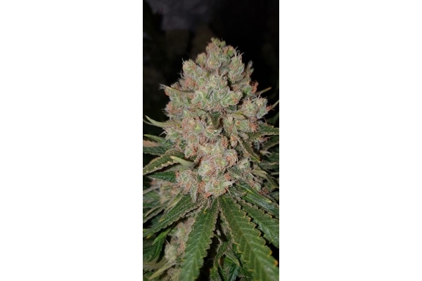 GG#4 (Zamnesia Seeds) femminizzata GG#4 (Zamnesia Seeds) femminizzata