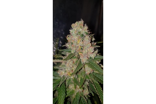 GG#4 (Zamnesia Seeds) femminizzata GG#4 (Zamnesia Seeds) femminizzata