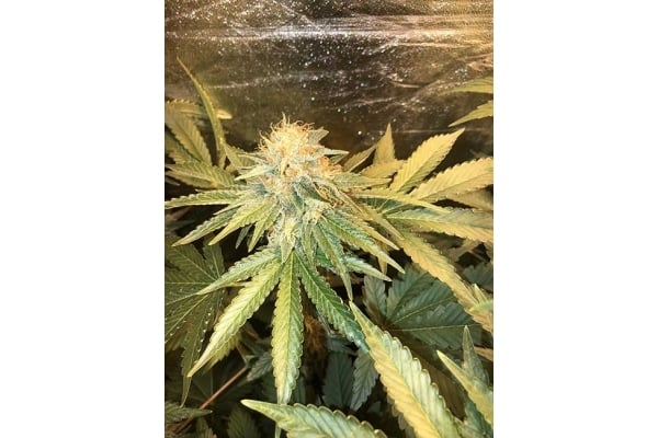 GG#4 (Zamnesia Seeds) femminizzata GG#4 (Zamnesia Seeds) femminizzata