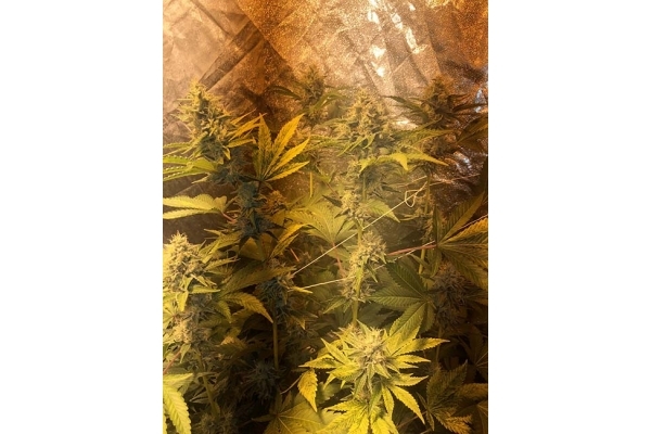GG#4 (Zamnesia Seeds) femminizzata GG#4 (Zamnesia Seeds) femminizzata