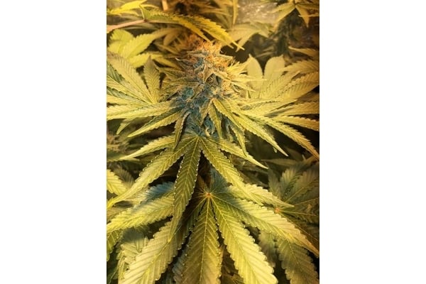 GG#4 (Zamnesia Seeds) femminizzata GG#4 (Zamnesia Seeds) femminizzata