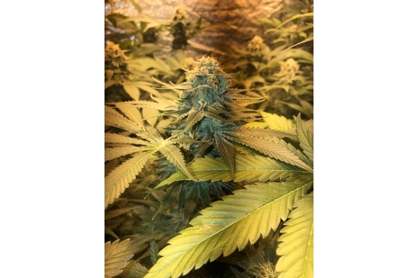 GG#4 (Zamnesia Seeds) femminizzata GG#4 (Zamnesia Seeds) femminizzata