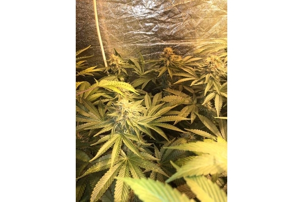 GG#4 (Zamnesia Seeds) femminizzata GG#4 (Zamnesia Seeds) femminizzata