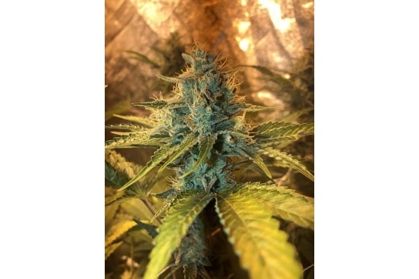 GG#4 (Zamnesia Seeds) femminizzata GG#4 (Zamnesia Seeds) femminizzata