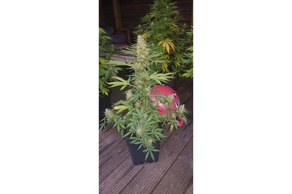 GG#4 (Zamnesia Seeds) femminizzata GG#4 (Zamnesia Seeds) femminizzata