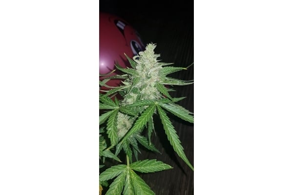 GG#4 (Zamnesia Seeds) femminizzata GG#4 (Zamnesia Seeds) femminizzata