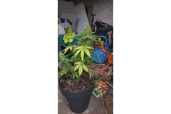 GG#4 (Zamnesia Seeds) femminizzata GG#4 (Zamnesia Seeds) femminizzata