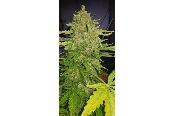 GG#4 (Zamnesia Seeds) femminizzata GG#4 (Zamnesia Seeds) femminizzata