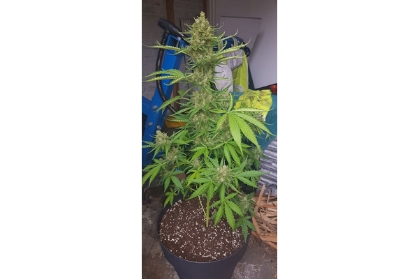 GG#4 (Zamnesia Seeds) femminizzata GG#4 (Zamnesia Seeds) femminizzata
