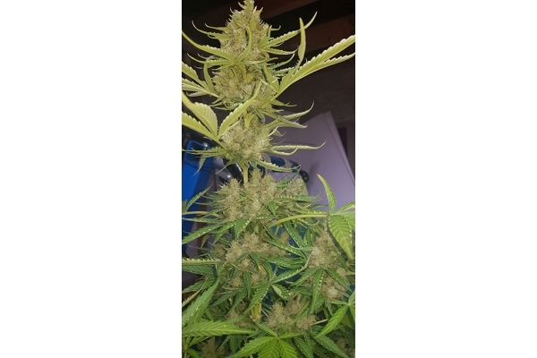 GG#4 (Zamnesia Seeds) femminizzata GG#4 (Zamnesia Seeds) femminizzata