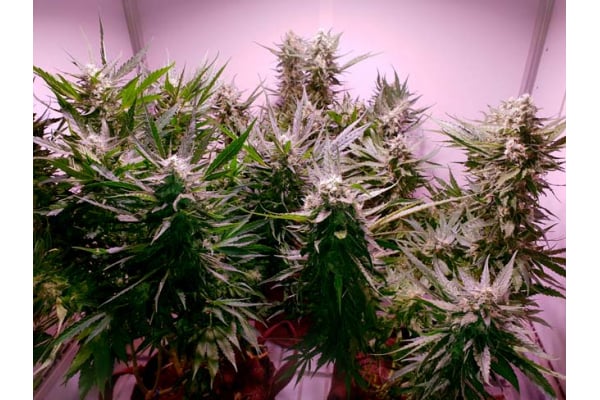 GG#4 (Zamnesia Seeds) femminizzata GG#4 (Zamnesia Seeds) femminizzata