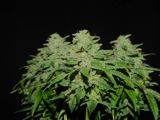 Tangerine G13 (Amsterdam Genetics) Femminizzata Tangerine G13 (Amsterdam Genetics) Femminizzata