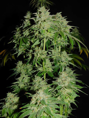 Tangerine G13 (Amsterdam Genetics) Femminizzata Tangerine G13 (Amsterdam Genetics) Femminizzata