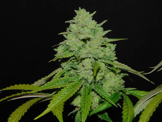 Tangerine G13 (Amsterdam Genetics) Femminizzata Tangerine G13 (Amsterdam Genetics) Femminizzata