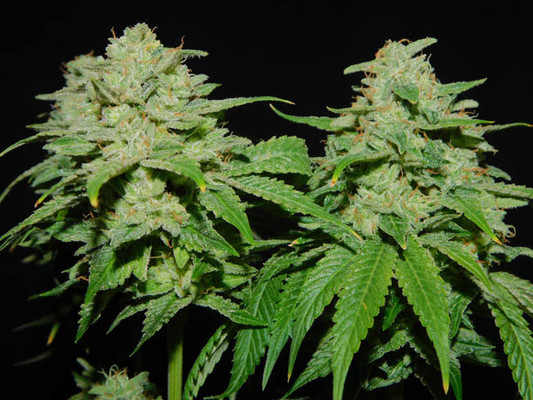 Tangerine G13 (Amsterdam Genetics) Femminizzata Tangerine G13 (Amsterdam Genetics) Femminizzata