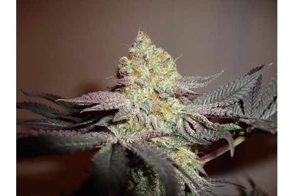 Girl Scout Cookies (Zamnesia Seeds) Femminizzata Girl Scout Cookies (Zamnesia Seeds) Femminizzata