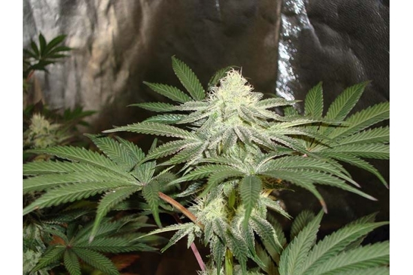 Girl Scout Cookies (Zamnesia Seeds) Femminizzata Girl Scout Cookies (Zamnesia Seeds) Femminizzata