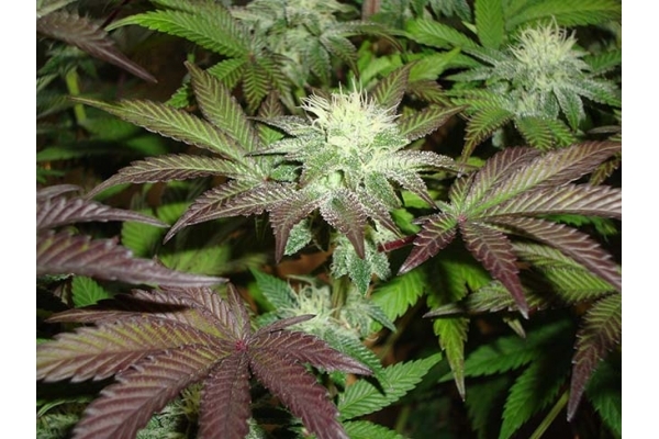 Girl Scout Cookies (Zamnesia Seeds) Femminizzata Girl Scout Cookies (Zamnesia Seeds) Femminizzata