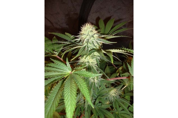 Girl Scout Cookies (Zamnesia Seeds) Femminizzata Girl Scout Cookies (Zamnesia Seeds) Femminizzata