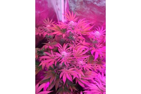 Girl Scout Cookies (Zamnesia Seeds) Femminizzata Girl Scout Cookies (Zamnesia Seeds) Femminizzata