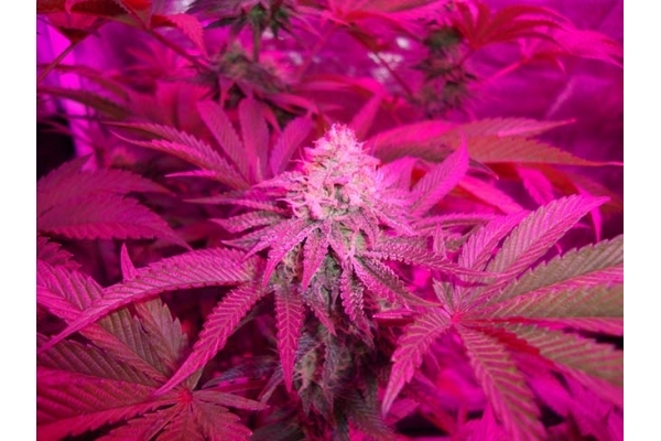 Girl Scout Cookies (Zamnesia Seeds) Femminizzata Girl Scout Cookies (Zamnesia Seeds) Femminizzata