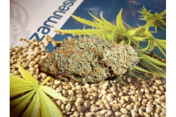 Girl Scout Cookies (Zamnesia Seeds) Femminizzata Girl Scout Cookies (Zamnesia Seeds) Femminizzata