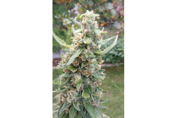 Girl Scout Cookies (Zamnesia Seeds) Femminizzata Girl Scout Cookies (Zamnesia Seeds) Femminizzata